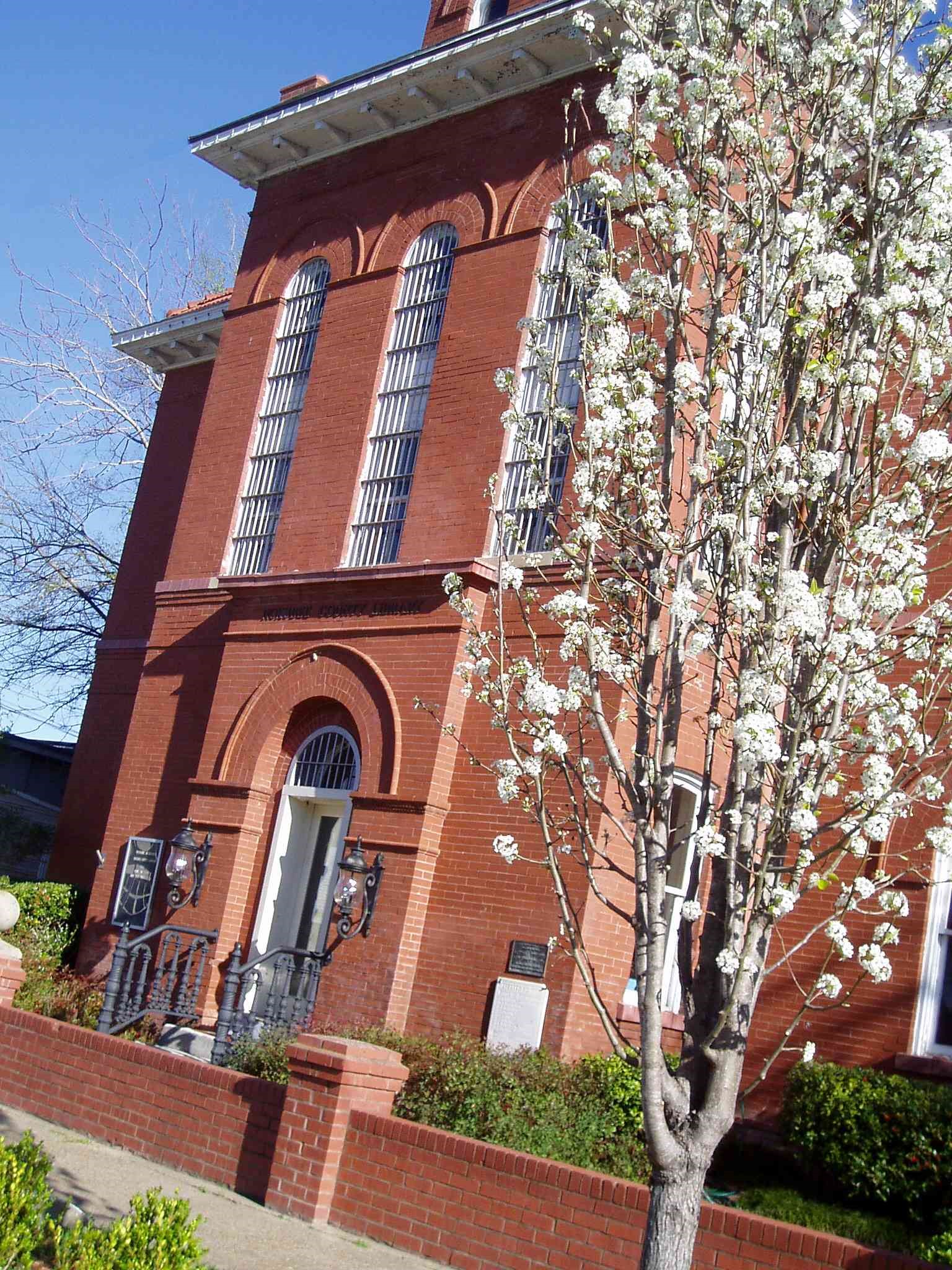 LibraryTreeBlooming