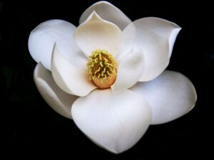 Click here for Magnolia Databases website